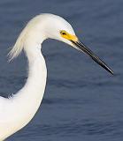 Snowy Egret Profile_35214